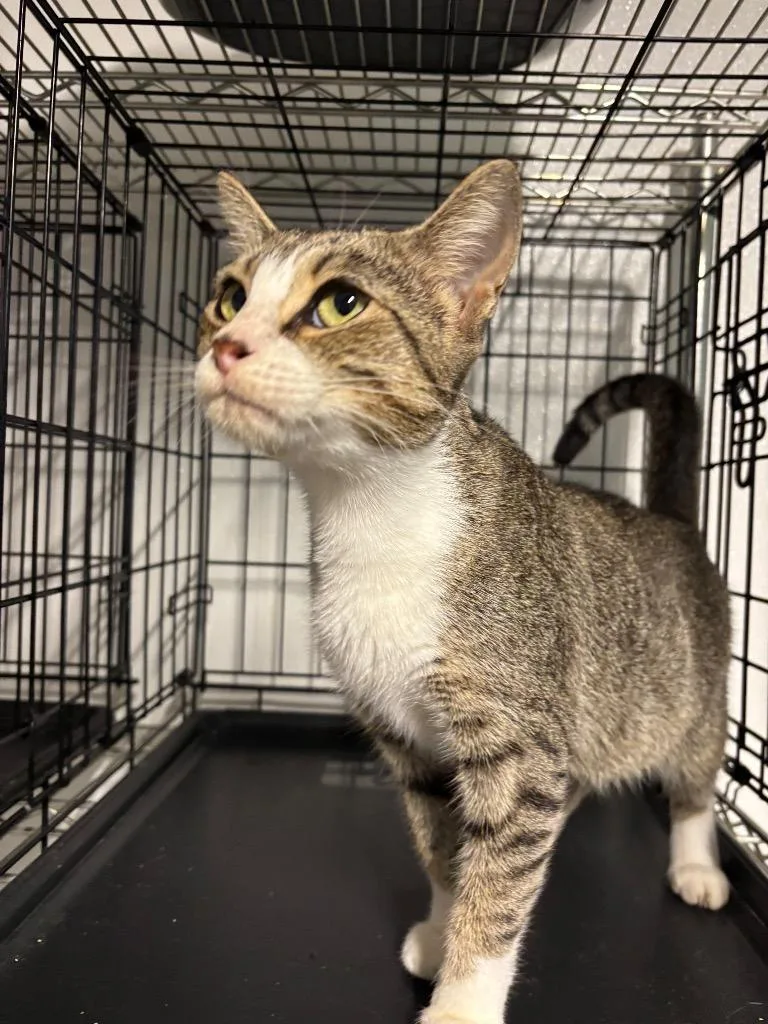 A young large-sized female Domestic Short Hair cat named Saylor for adoption in Metter, GA