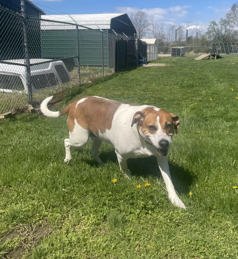 An adult large-sized female White / Cream Foxhound dog named Olive for adoption in Point Pleasant, WV