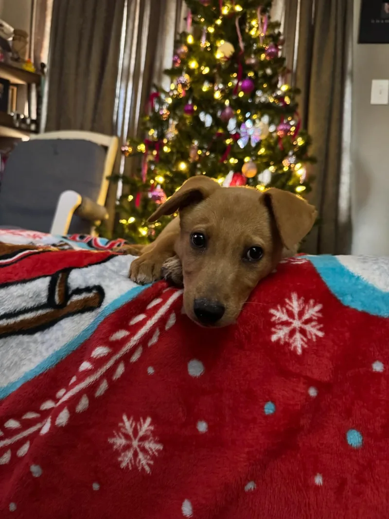 Stevie Nicks thumbnail 2