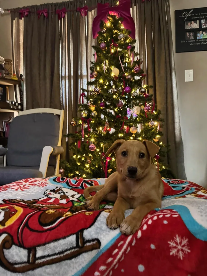 Stevie Nicks thumbnail 4