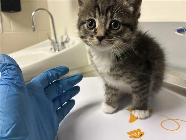 A baby small-sized female Domestic Short Hair cat named Dior for adoption in Chapel Hill, NC