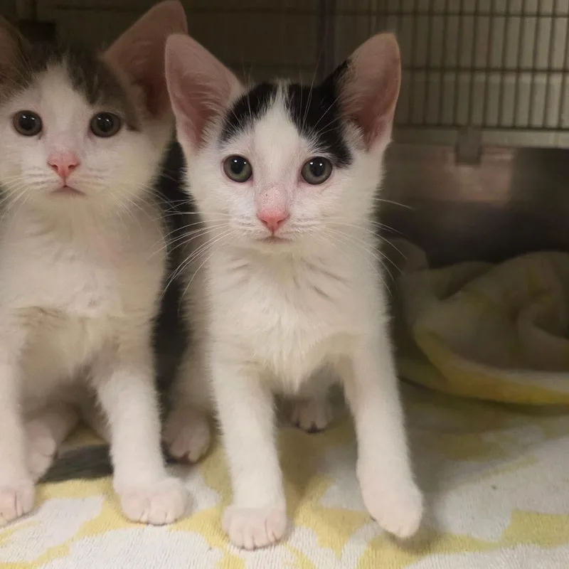 A baby small-sized female Domestic Short Hair cat named Mrs. Potts for adoption in Bristol, IN