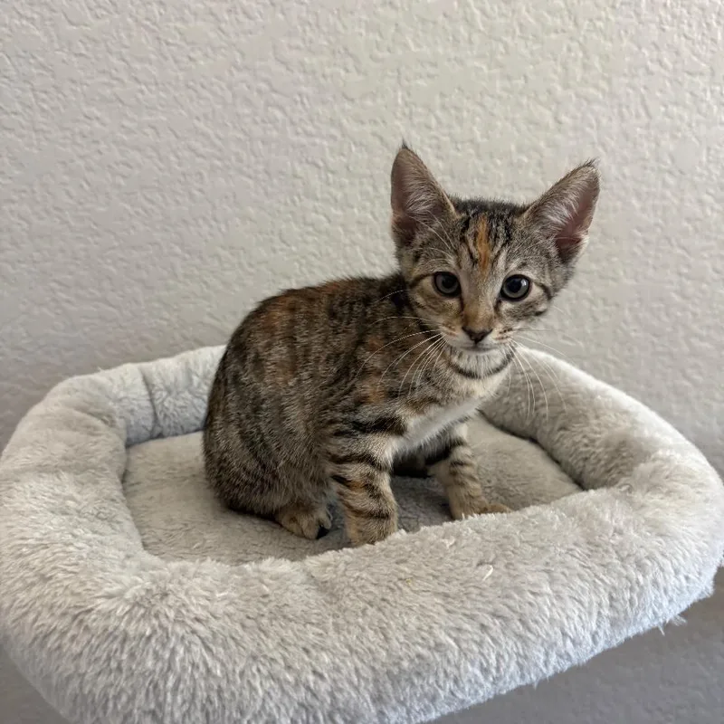 A baby small-sized female Buff / Tan / Fawn Domestic Short Hair cat named Snickers for adoption in San Diego, CA
