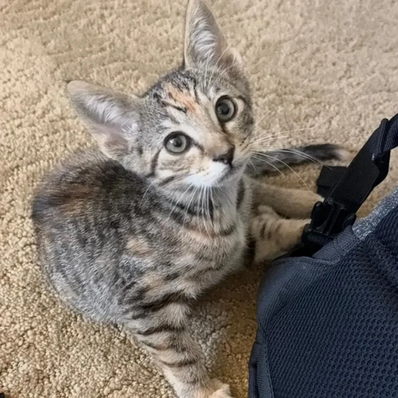 Snickers thumbnail 2