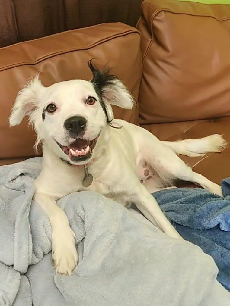 An adult medium-sized female Australian Shepherd dog named Ollie for adoption in La Salle, IL