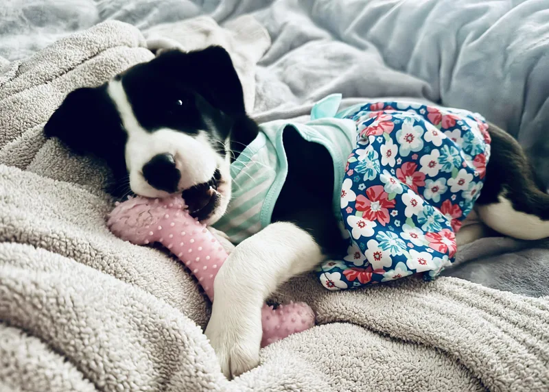 A young medium-sized female Black Border Collie dog named Pixie for adoption in Calabash, NC