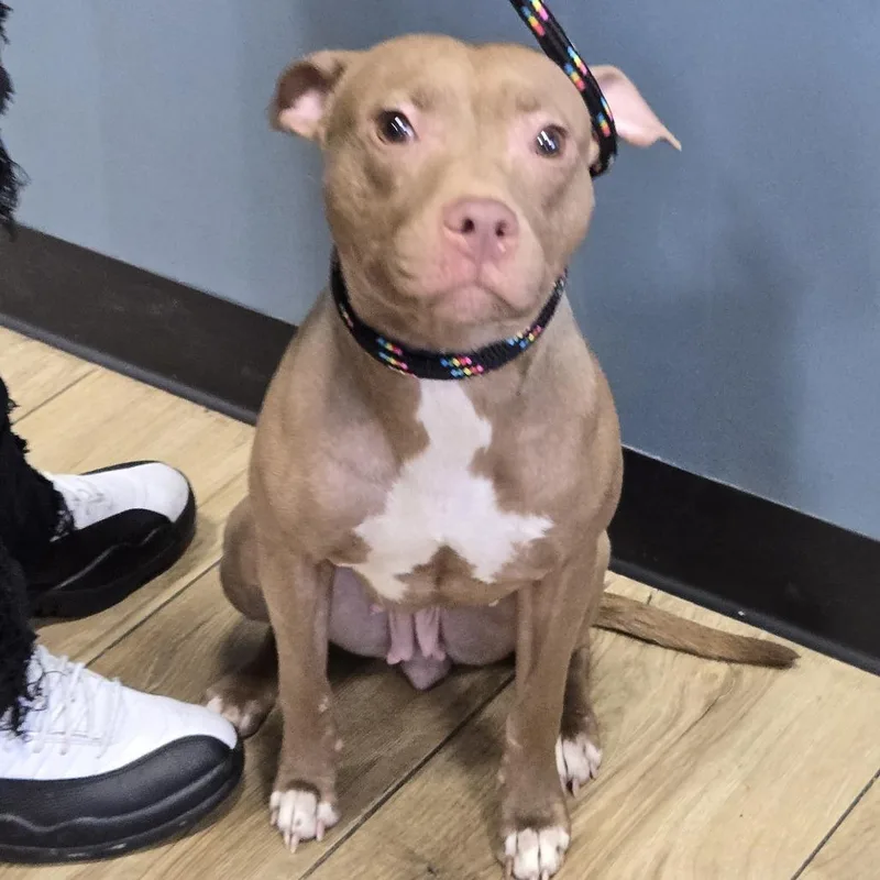 A young small-sized female Brown / Chocolate Chihuahua dog named Cinnamon for adoption in Newark, NJ