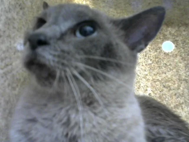 An adult medium-sized female Domestic Short Hair cat named Carami for adoption in Albuquerque, NM