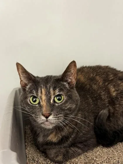 An adult medium-sized female Domestic Short Hair cat named Moon for adoption in Kalispell, MT