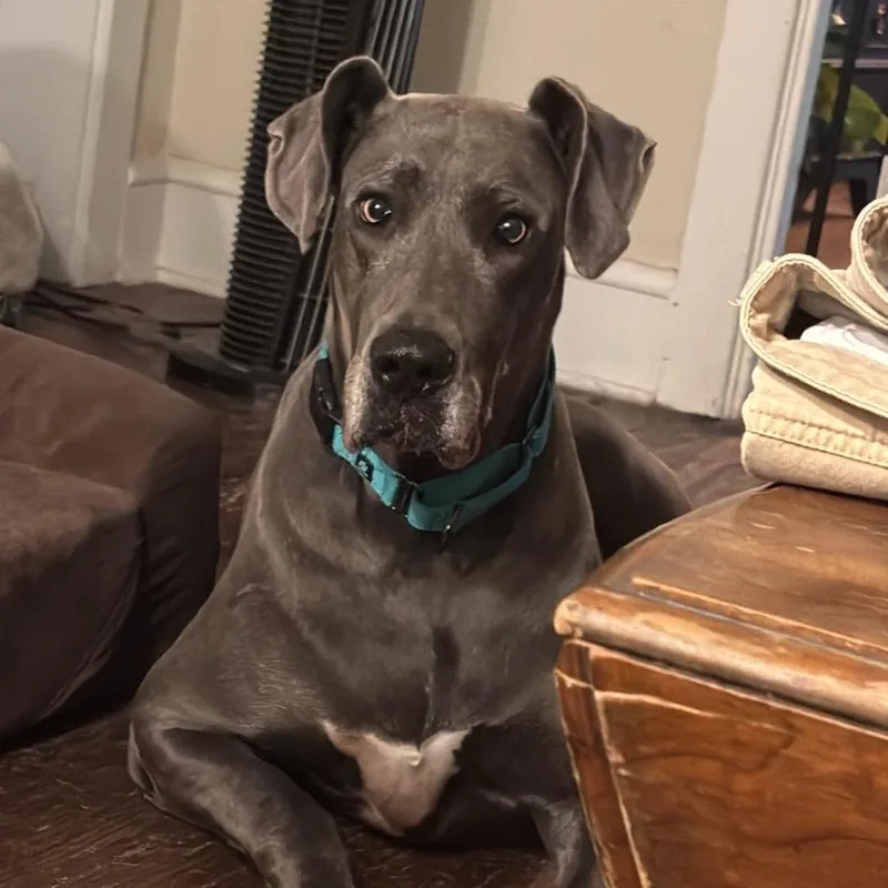 An adult extra large-sized female Gray / Blue / Silver Great Dane dog named Jade for adoption in Sinking Spring, PA