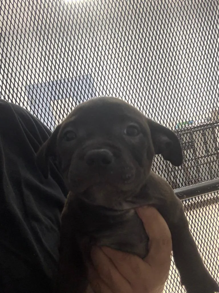 A baby medium-sized male Dachshund dog named Moon Pie for adoption in Belton, TX