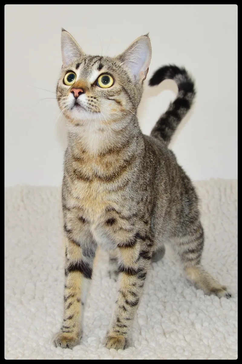 A young small-sized female Tabby (Brown / Chocolate) Domestic Short Hair cat named Eleanor A for adoption in San Andreas, CA
