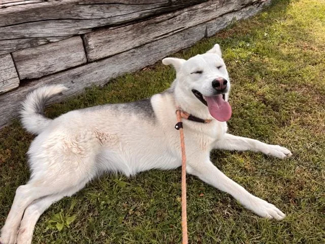 An adult large-sized female Husky dog named Echo for adoption in Albuquerque, NM