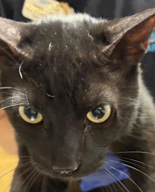 An adult medium-sized male Domestic Short Hair cat named Tate for adoption in Escondido, CA