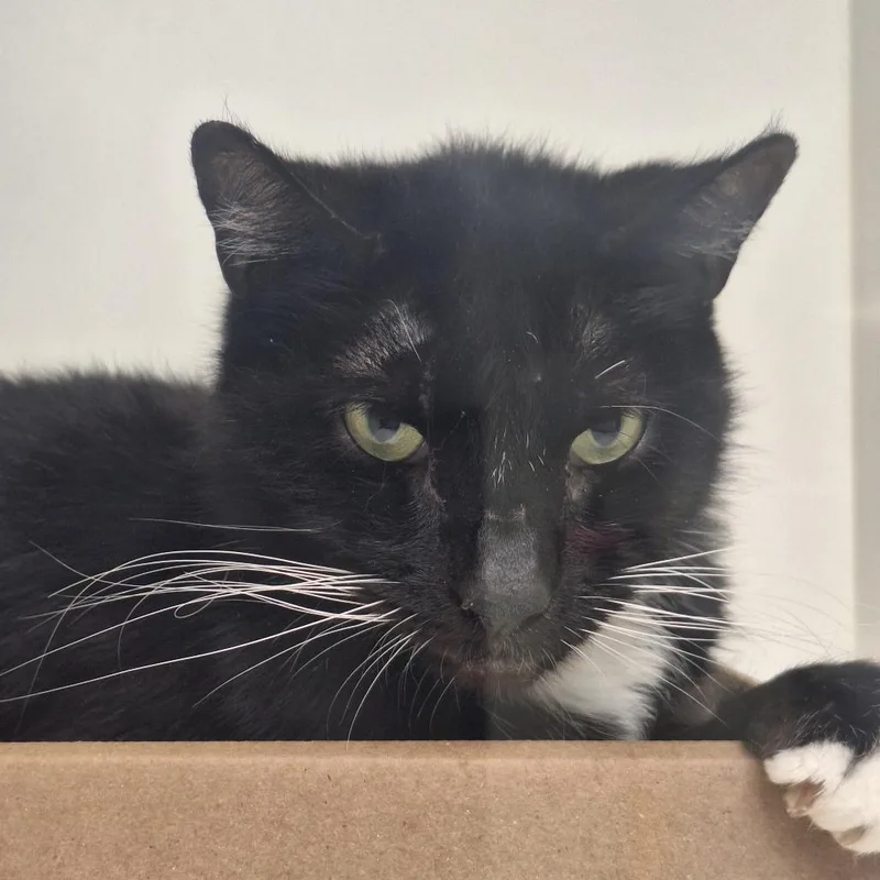 An adult medium-sized male Black Domestic Short Hair cat named One for adoption in Philadelphia, PA