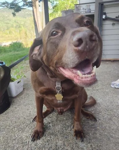 A senior large-sized male Chocolate Labrador Retriever dog named Chase for adoption in Killingworth, CT