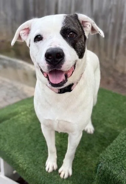An adult large-sized male Terrier dog named Horton for adoption in Washington, DC