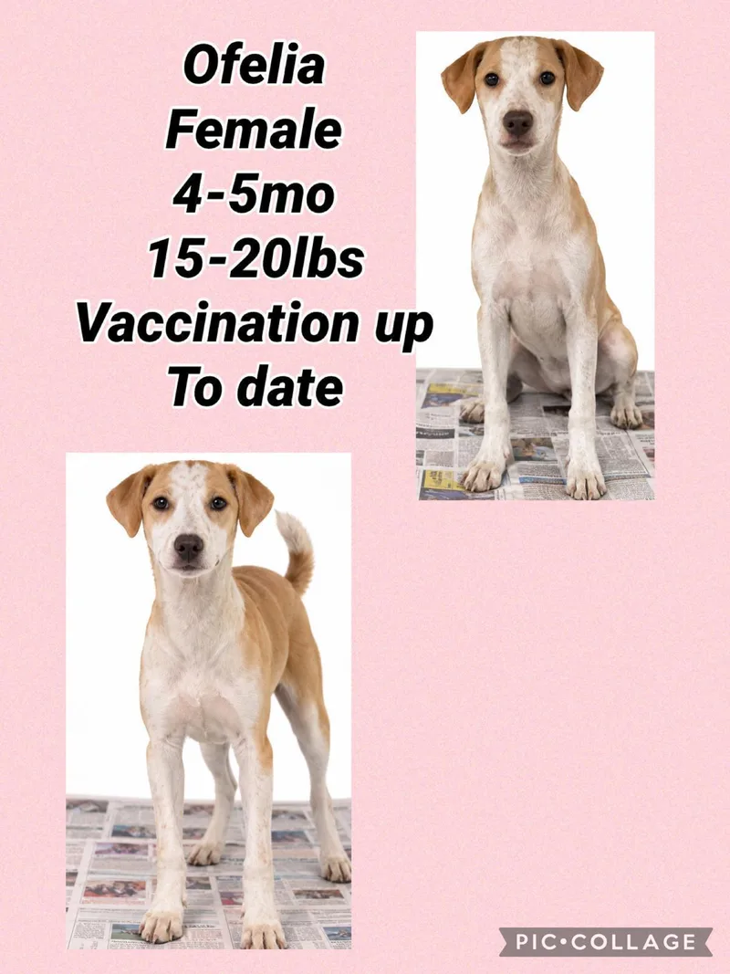 A young medium-sized female Pointer dog named Ofelia for adoption in Virginia Beach, VA