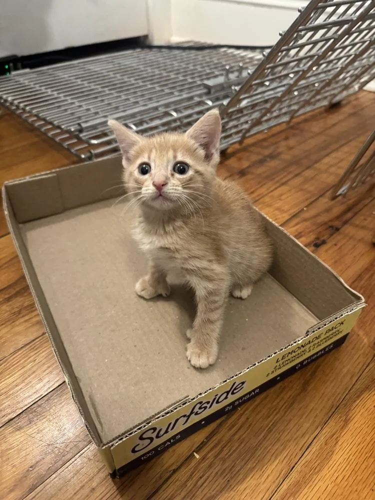 A baby small-sized male Tabby (Orange / Red) Domestic Short Hair cat named Nolan for adoption in Emerald Isle, NC
