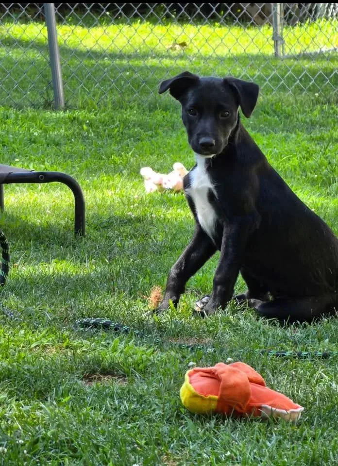 A baby medium-sized female Mixed Breed dog named Kitana for adoption in Succasunna, NJ