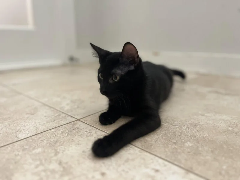 A young medium-sized male Black Domestic Short Hair cat named Twix for adoption in Hilton Head Island, SC