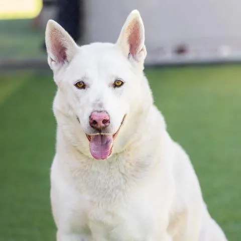 An adult large-sized male German Shepherd Dog dog named Brett for adoption in Camarillo, CA