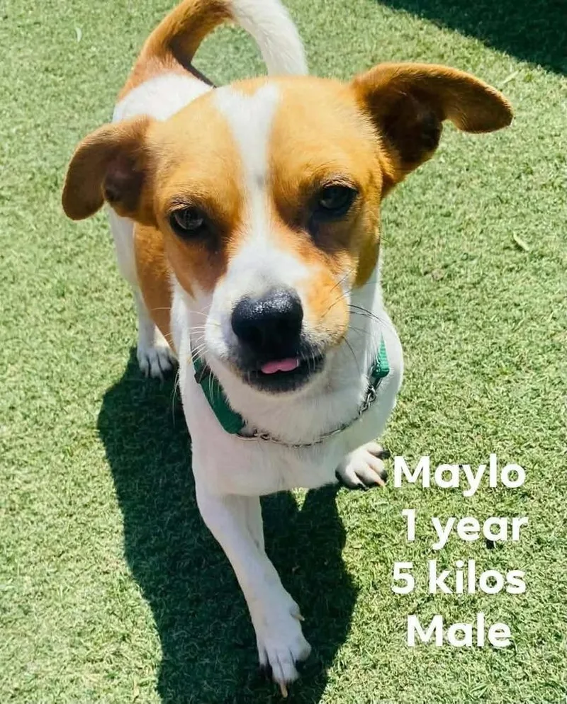 Maylo