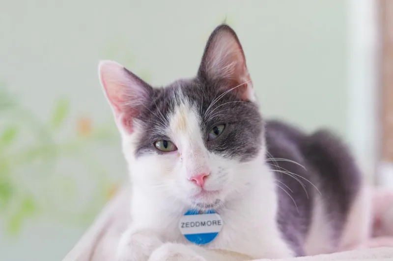 A baby medium-sized male Domestic Short Hair cat named Zeddmore for adoption in Hot Springs, AR