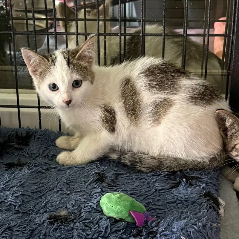 A young medium-sized female Domestic Short Hair cat named Liberty for adoption in Crookston, MN