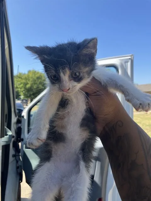 A baby small-sized female Domestic Short Hair cat named Lucy for adoption in Dallas, TX