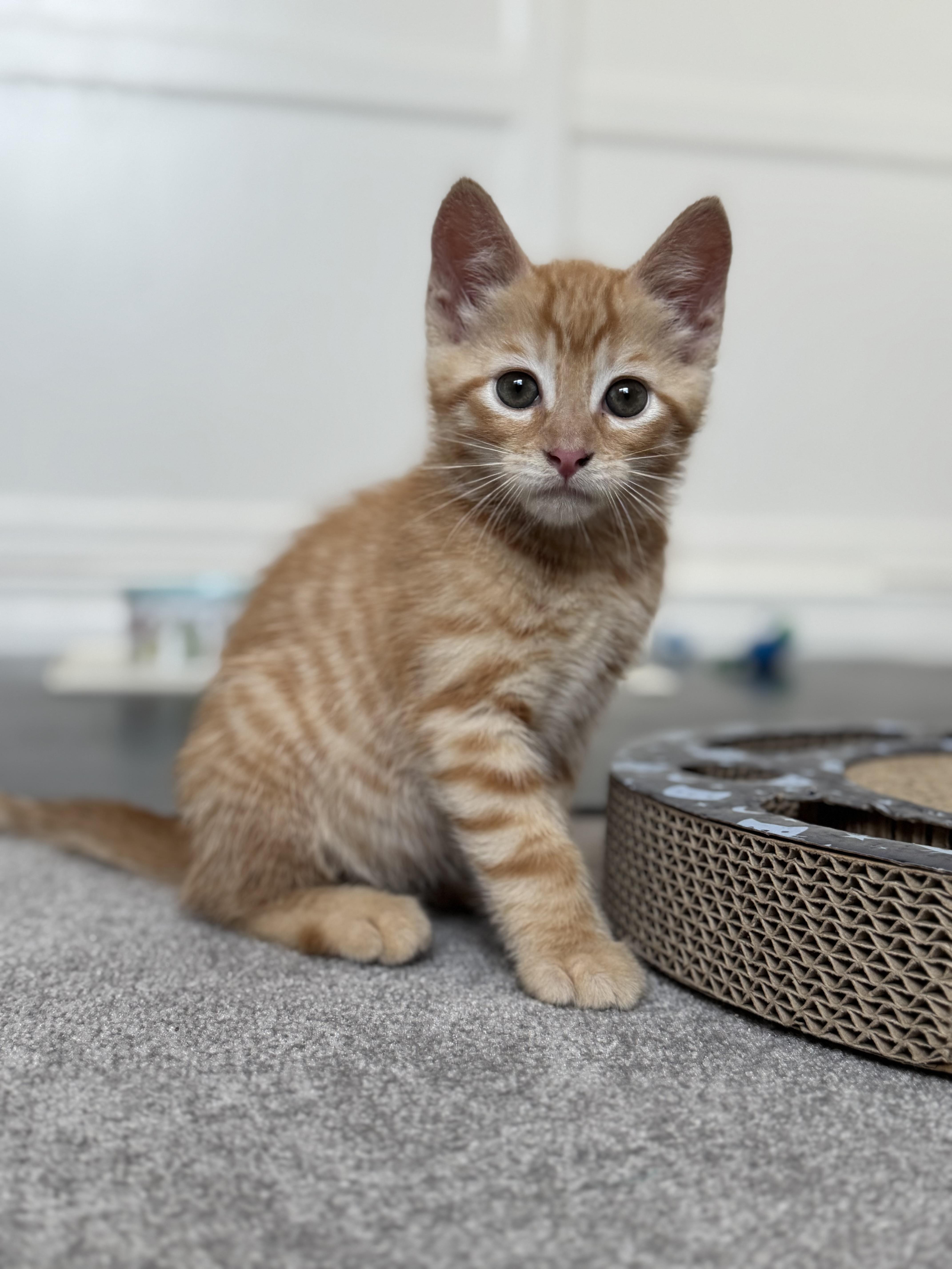 A young medium-sized male Tabby (Orange / Red) Domestic Short Hair cat named Toulouse for adoption in Helendale, CA