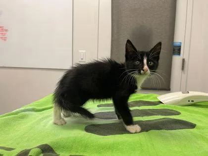 A baby small-sized female Black Domestic Short Hair cat named Tantor for adoption in Kansas City, MO