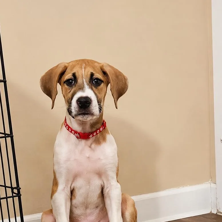 Cora