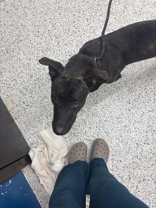 An adult medium-sized male Mixed Breed dog named Varner for adoption in Atlanta, GA