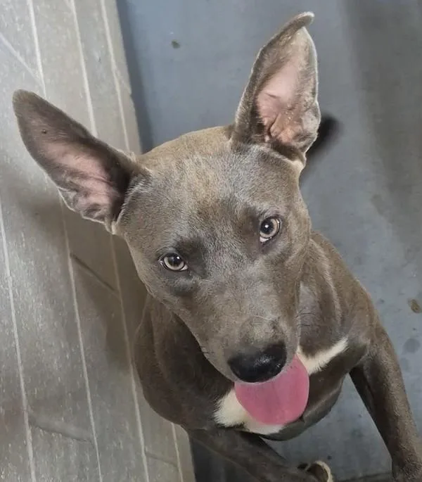 An adult medium-sized female Pit Bull Terrier dog named b Izzy for adoption in Dallas, GA
