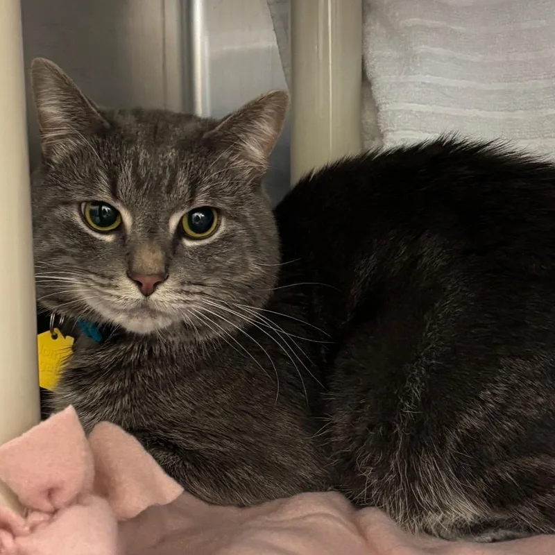 An adult small-sized male Gray / Blue / Silver Domestic Short Hair cat named Blueberry for adoption in Springfield, MA