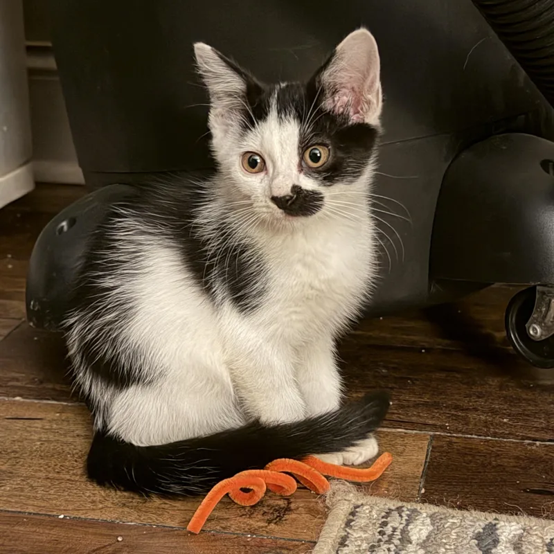 A baby medium-sized female Black & White / Tuxedo Domestic Short Hair cat named Gidget for adoption in Corinth, MS