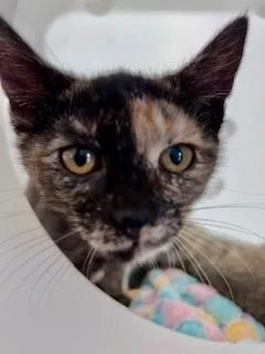 A baby medium-sized female Domestic Short Hair cat named Lilleth for adoption in Shoreline, WA