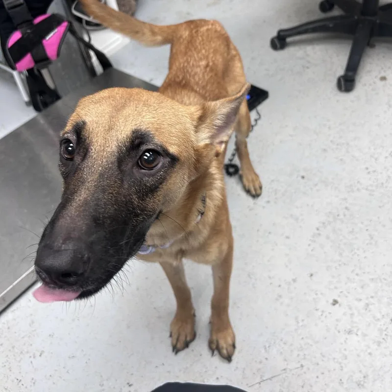 A young medium-sized female Shepherd dog named Stella for adoption in Uniontown, PA