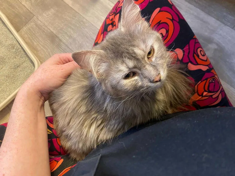 A young medium-sized female Gray / Blue / Silver Domestic Medium Hair cat named Jolene for adoption in Cincinnati, OH