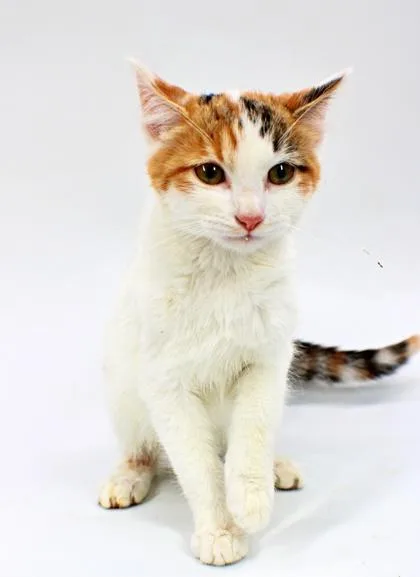 A baby small-sized female Domestic Short Hair cat named Phoebe for adoption in Morton Grove, IL