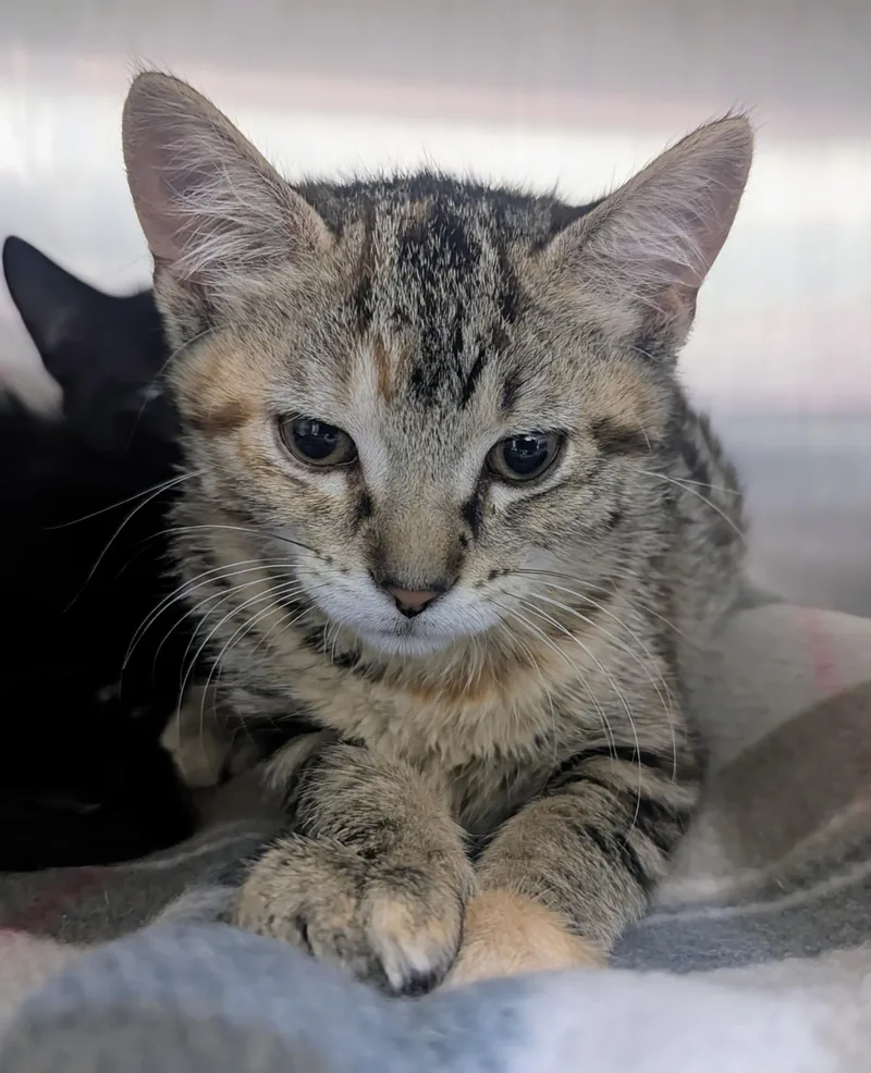 A baby large-sized female Tabby (Brown / Chocolate) Domestic Short Hair cat named Barbara for adoption in Springfield, IL