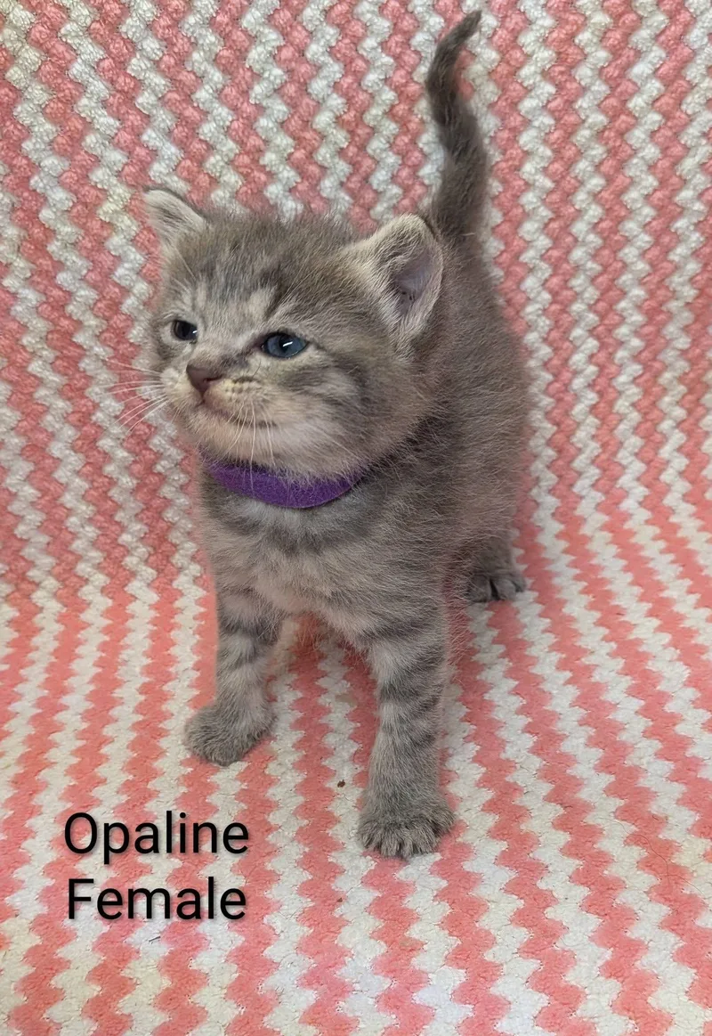 A baby small-sized female Tabby (Gray / Blue / Silver) Domestic Short Hair cat named Opaline for adoption in Clarksville, TN