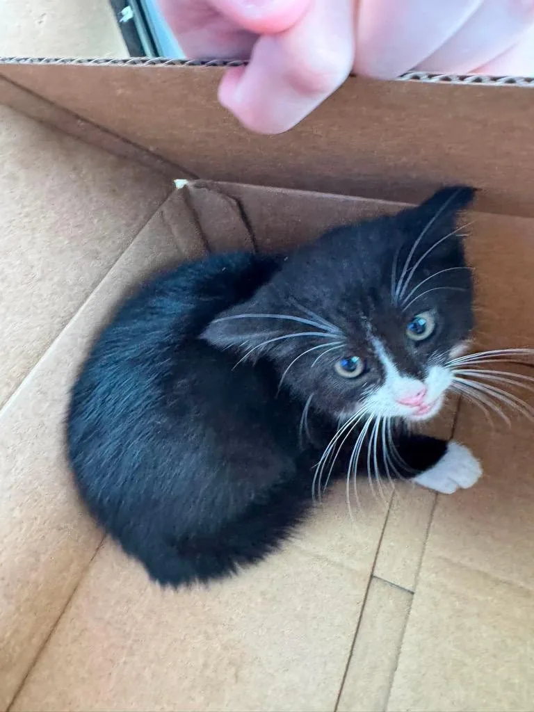A baby small-sized female Domestic Short Hair cat named Coconut for adoption in Van Wert, OH