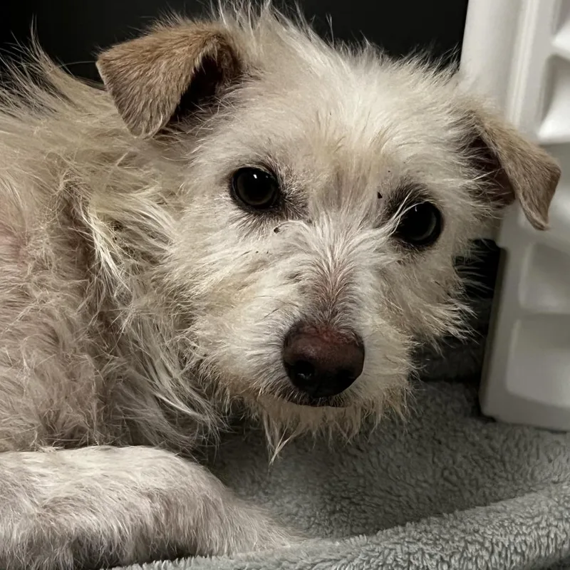 A young small-sized female Brown / Chocolate Wirehaired Terrier dog named Grace for adoption in Palm Springs, CA