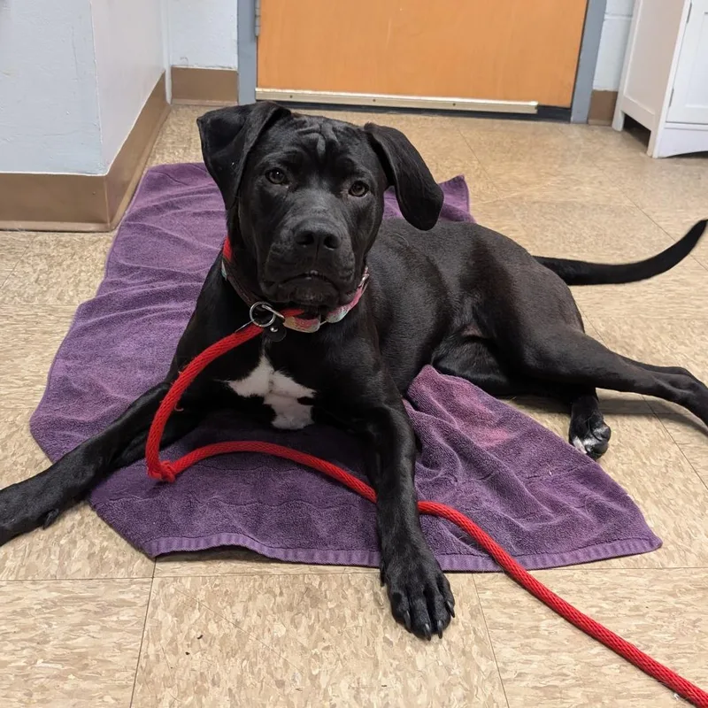 A young medium-sized female Black Mixed Breed dog named Lucy for adoption in Birdsboro, PA