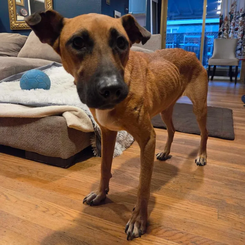 An adult medium-sized female German Shepherd Dog dog named Precious for adoption in Pacifica, CA