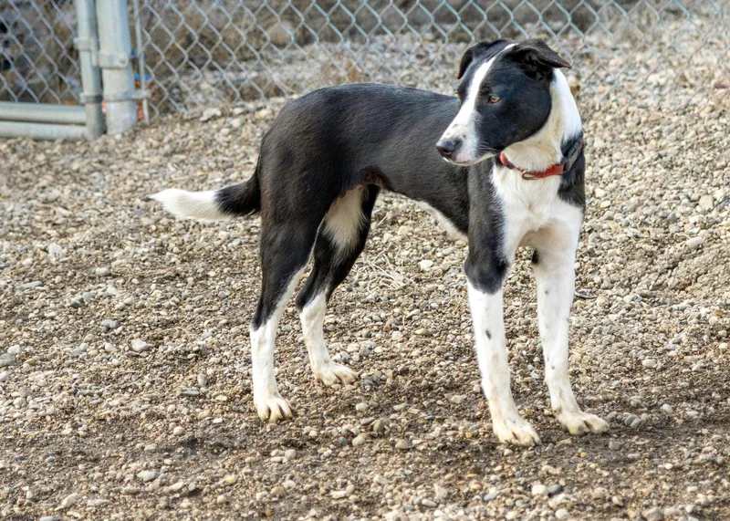 A young medium-sized female Black Border Collie dog named Elsa for adoption in Pierre, SD