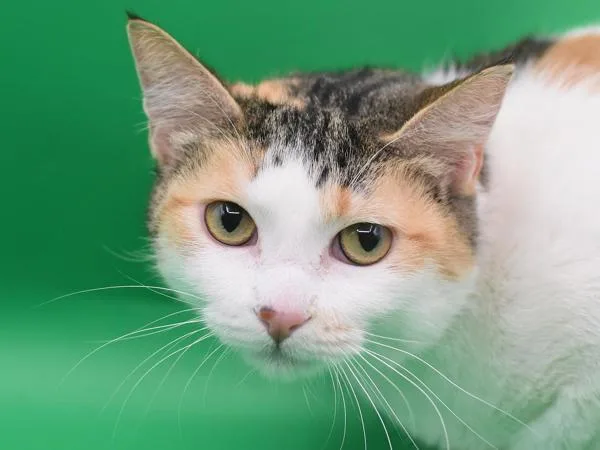 An adult medium-sized female Domestic Short Hair cat named Dolly Purrton for adoption in Portland, OR