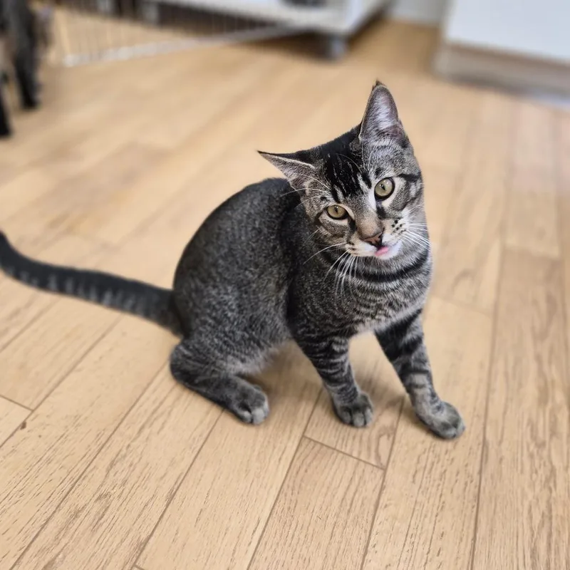 A young medium-sized male Gray / Blue / Silver Domestic Short Hair cat named Haven for adoption in Woodstock, IL